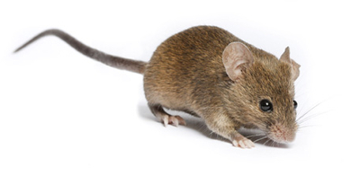 Mus musculus castaneus (southeastern Asian house mouse)