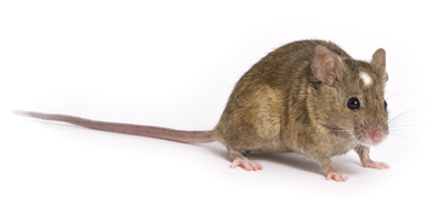 Mus musculus domesticus (western European house mouse)
