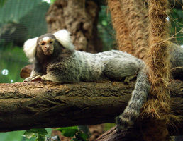 Marmoset
