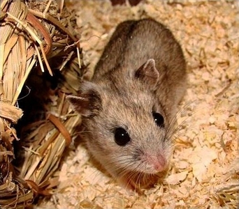 Chinese hamster
